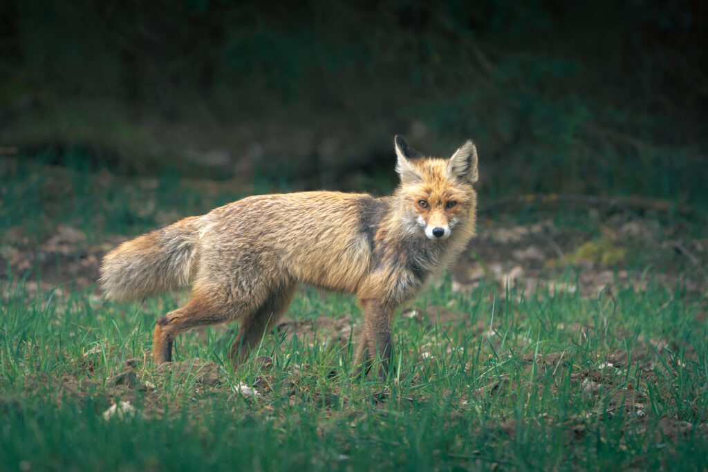 20240422-A7_04005-ARW-2 - 2400-2400 JPG-2